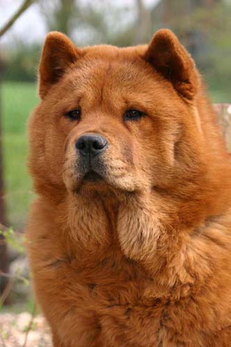 Hinke 6mnd - foto IvBeekum